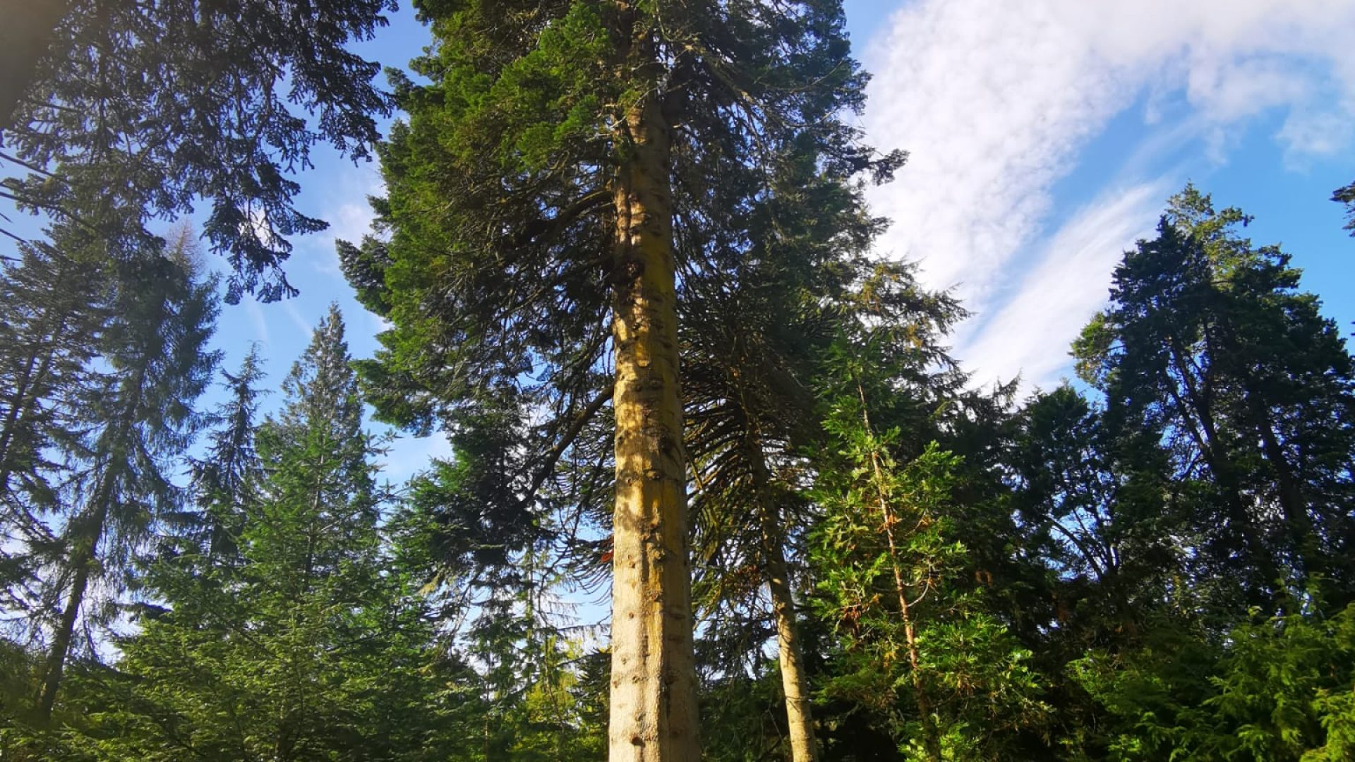 Ardkinglas Woodland Garden